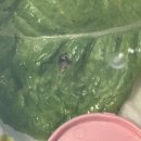 명주 달팽이 키우기 달팽이집 먹이