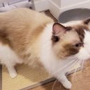 묘랑 고양이 전문호텔 이미지