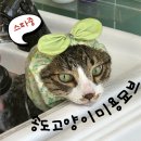 고양이미용&호텔우연희캣 | 송도고양이미용호텔묘브 후기🐱 고양이스파부터 포토존까지 완벽✨