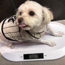 위드왈왈 이미지