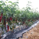 플러스농장 이미지