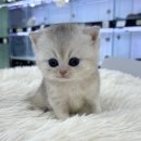 오독안심분양센터 강아지분양 고양이분양 하남점 이미지