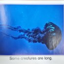 34 Sea Creatures 이미지