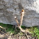 산막상회