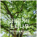 남원 진기리 느티나무 | [전북 남원] 진기리 느티나무 - 천연기념물 제281호