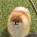 펠리스빼로 이미지