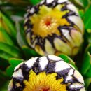 동동로R 이미지