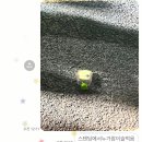 이마트24 전대북문점 | 갈테야테야믂즈보러갈테야