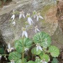 소백정원 이미지