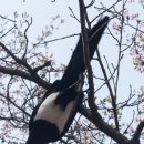 이매교 이미지