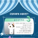 다솜고양이메디컬센터 이미지