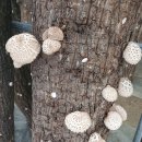 최수영농장 이미지