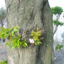 남상초등학교 이미지