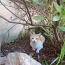 숲속의오리 이미지