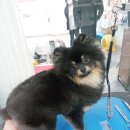 모모펫그루머 이미지