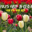 태안-호스릴-50 | 충남 2025 태안 튤립축제 실시간 개화 상황 무료 입장 세계튤립꽃박람회