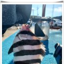 하늘 오랜만에 인사 올립니다....그리고...추석 연휴 낚시 이야기 이미지