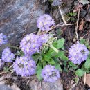 히말투어 이미지