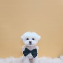 버블버블 애견샵 이미지