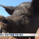 제주흑돼지 이미지