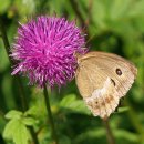나비축산 이미지