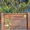 1월23일(화) 울산테마식물수목원+기청산식물원+화진해수욕장 이미지
