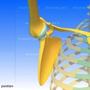 견갑골 움직임 (movements of the scapula) 이미지