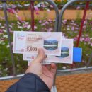 (주)코스모스 | 2024 전남 화순고인돌 가을꽃축제 국화 코스모스 리뷰후기