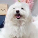싹Dog 이미지