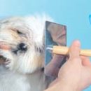 강아지 멋내기 이미지