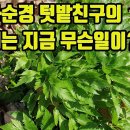 3월 텃밭친구의 텃밭(2편)--사상자, 섬바디나물, 바디나물, 금낭화, 배초향, 전호, 돌나물, 별꽃, 파드득나물, 왜당귀, 갯기름나물 이미지