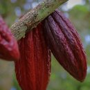 1219푸드 이미지