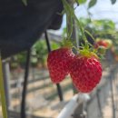 다산농장 | 대구 근교 딸기체험 고령 다산딸기조합농원 내돈내산 후기