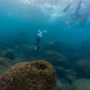 형제조류 | 「사계 형제섬 프리다이빙」 제주 프라이빗 다이빙 포인트 후기