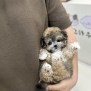 김해 강아지분양 고양이분양 도그하우스 대성점 이미지