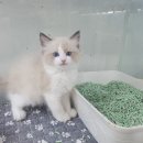 캣돌 캐터리 이미지