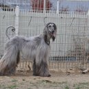 아이페티앙 이미지