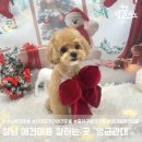 성남중원도서관_3 (옥내1) | 강아지 미모 찾기 대작전 성남 단대오거리역 애견미용 멍균관대