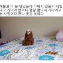 귀여운강아지 네이버블로그
