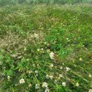 평창메밀막국수(본점) 이미지