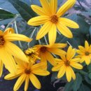 땅콩아 노올자 이미지