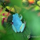 청개구리 이미지