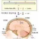 황금종1 이미지