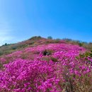 흥국사길 | 2026 영취산 등산하고 진달래축제 갔다온 썰 푼다 (현재 개화 상황)