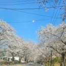 (주)에어드라이브 | 계룡산 동학사 자연사박물관 동학사 벚꽃 문화축제장 계룡시 항적봉 숲 호수 벚꽃길 드라이브 추천코스