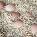 가온농장 이미지