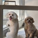 삼호동물병원 이미지