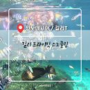 호텔자바(HOTEL ZAVA) | 25.03.03 프라이빗 스노클링, 해파리 천국~ (🇮🇩 인도네시아 16일차 / 길리 T)