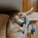 우리강아지 이미지