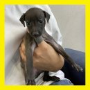 2개월 이탈리안그레이하운드 아이쥐 분양합니다 아이쥐분양 이탈리안그레이하운드분양 강아지분양 강아지무료분양 강아지책임분양 아이쥐무료분양 이미지